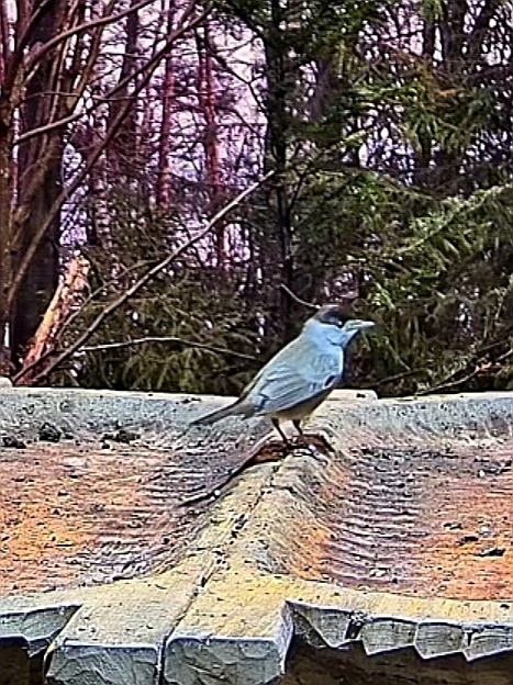 livebirdspoland_dac57643ec98054fc67941b873851764.jpg