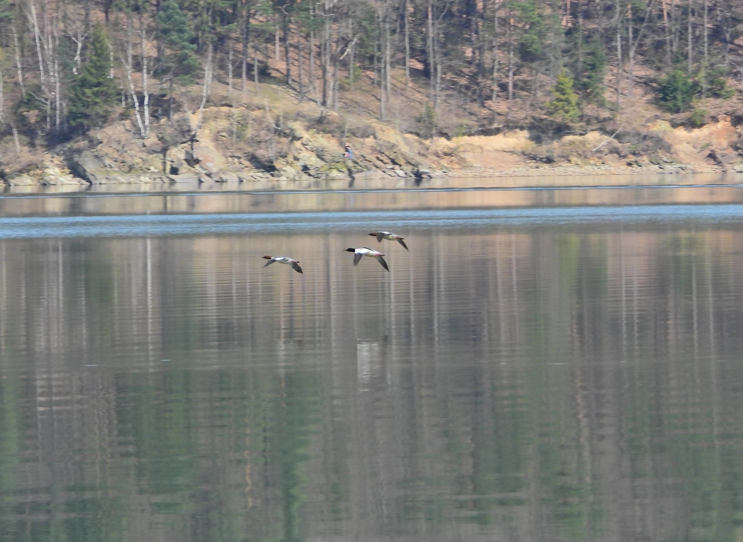 livebirdspoland_5f519cdc676998700450c28abef46947.jpg
