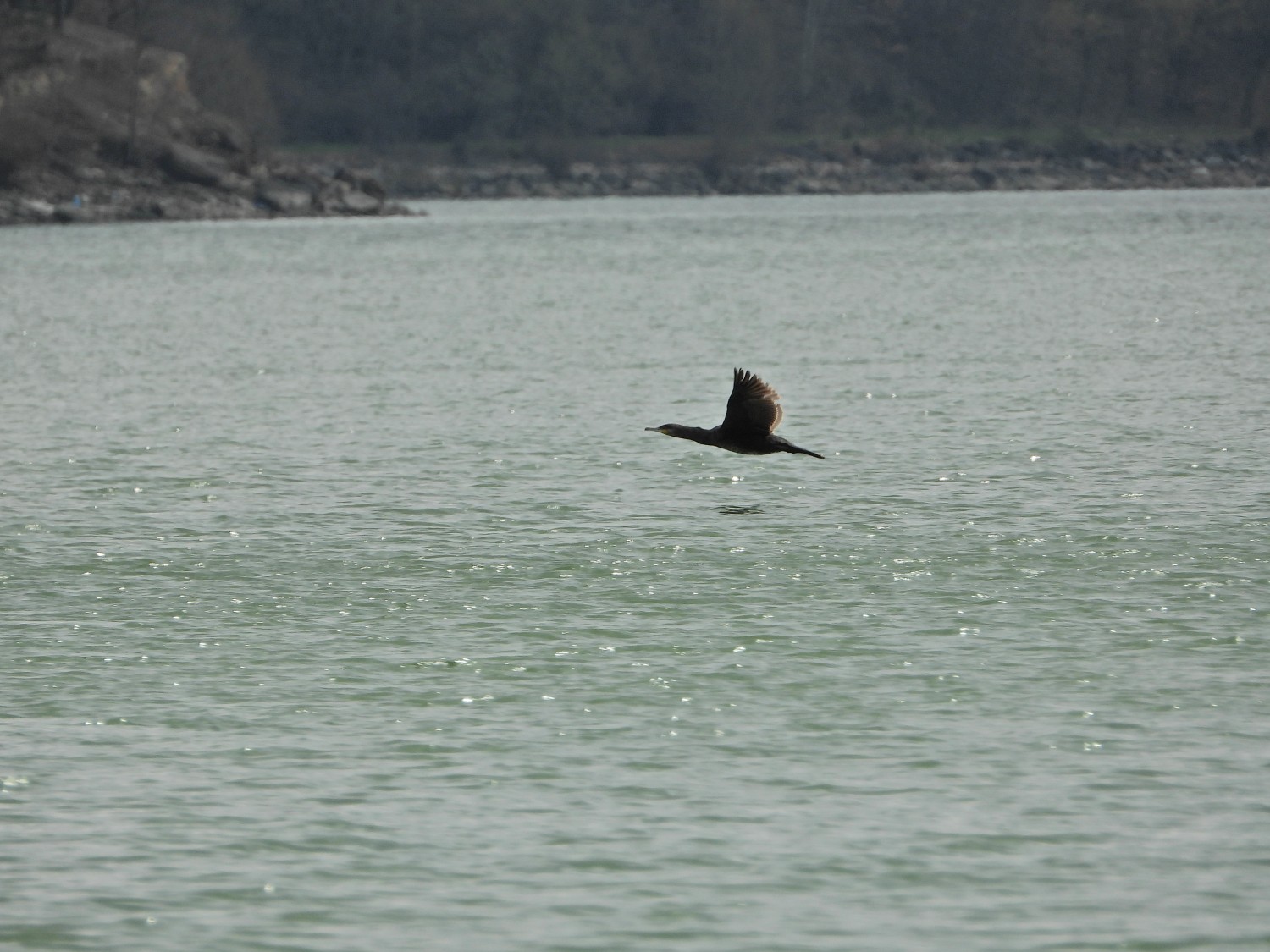 livebirdspoland_76b6a4d3048961e22baf3187428476e2.jpg