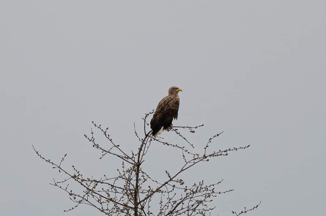 livebirdspoland_8bae4ad48d89aaee9457da2b1f649323.jpg