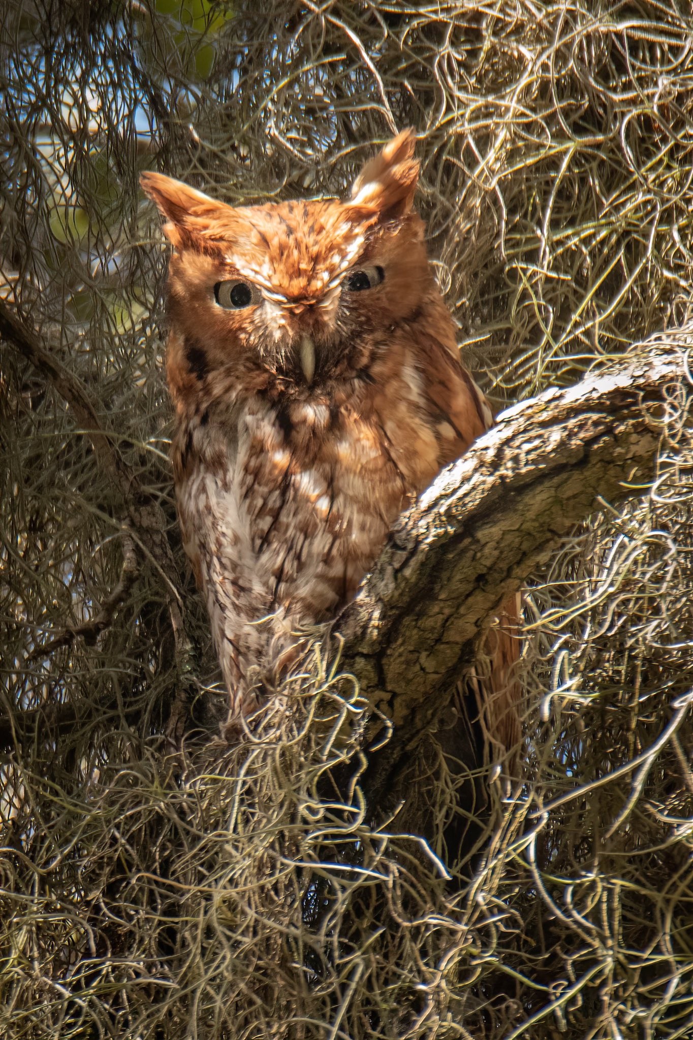 livebirdspoland_232d402e3c497b3a775977883048eb97.jpg