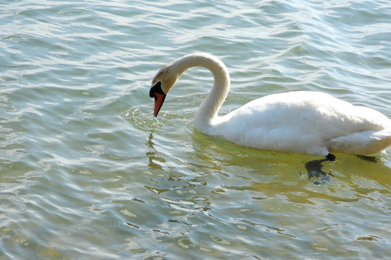 livebirdspoland_792814277386fa869b3bf2319a4e2b2e.jpg