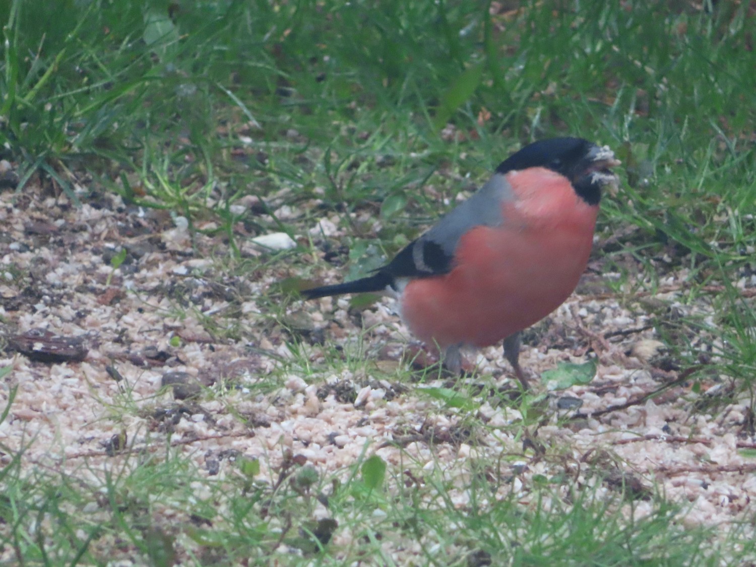 livebirdspoland_fca5465ebd6ad700508c77401d8df192.jpg