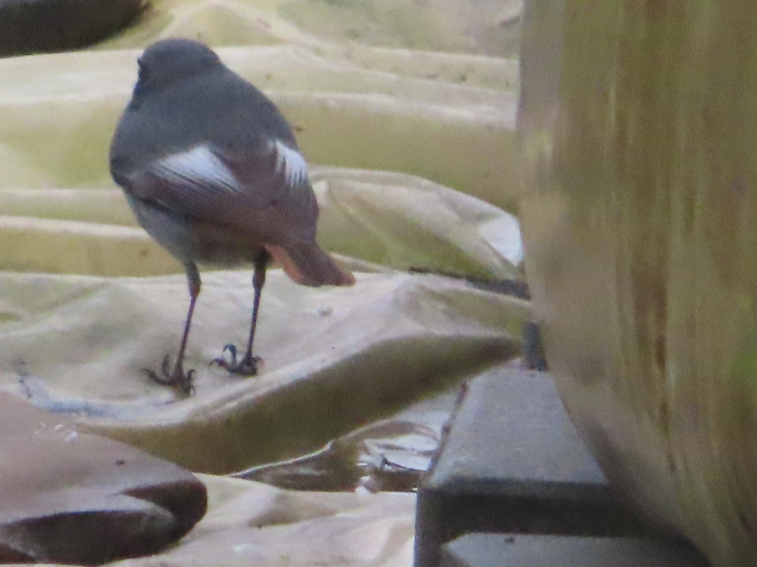 livebirdspoland_7b837f1310510b7f3f65e6a5b7aba74f.jpg