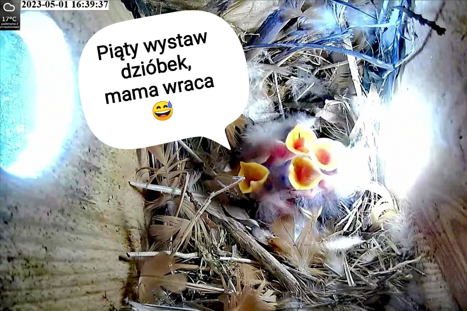 livebirdspoland_1c8ef65b9a62c783299952fe094e4732.jpg