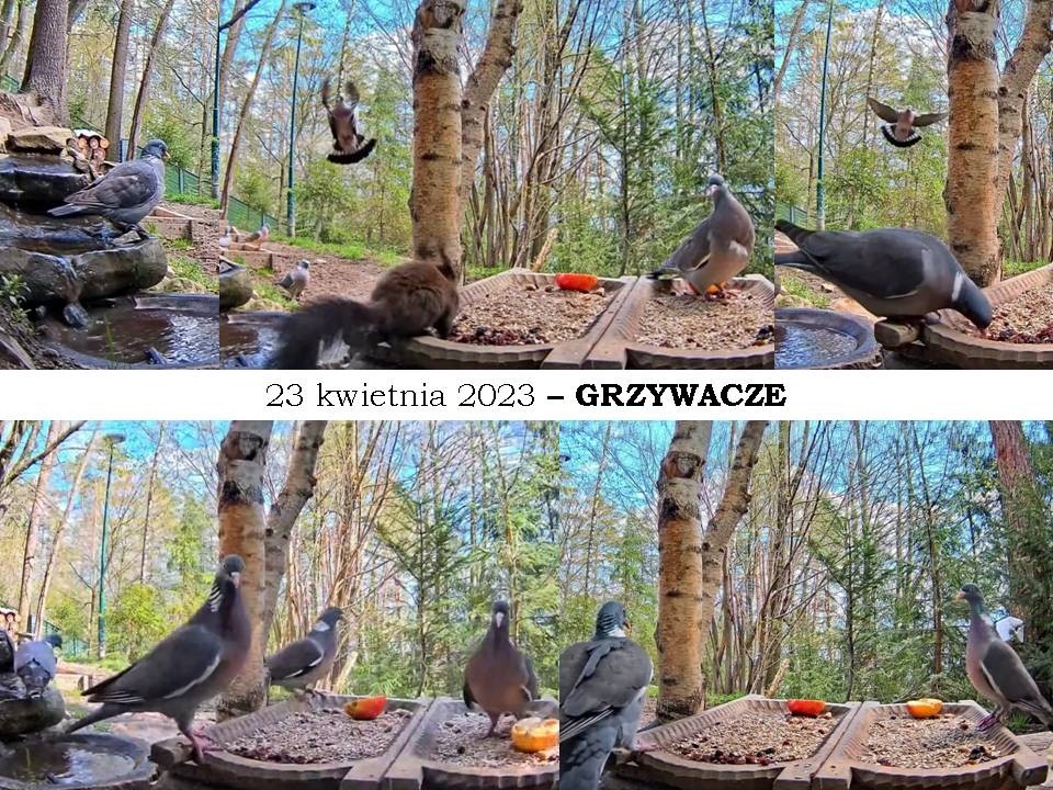 livebirdspoland_458936d25d5e83b5a23a5bf89b8c2ba0.jpg