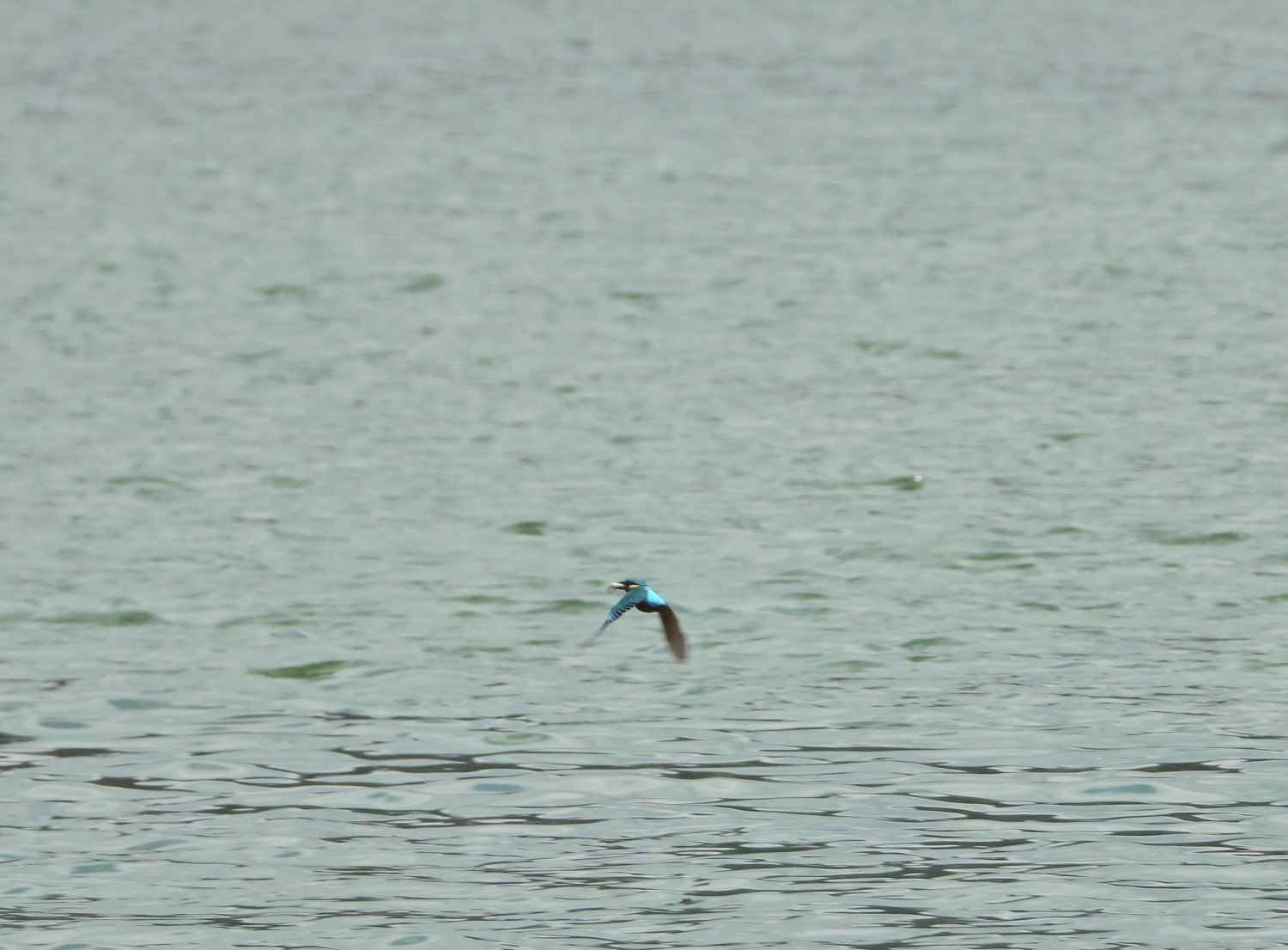 livebirdspoland_8888cb41d12ab40de7302d0d100faebf.jpg