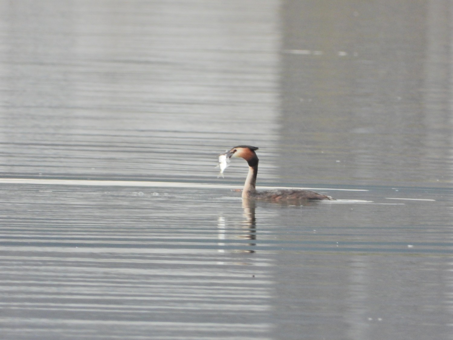 livebirdspoland_a4e23a9205300f85467ca53096d70947.jpg