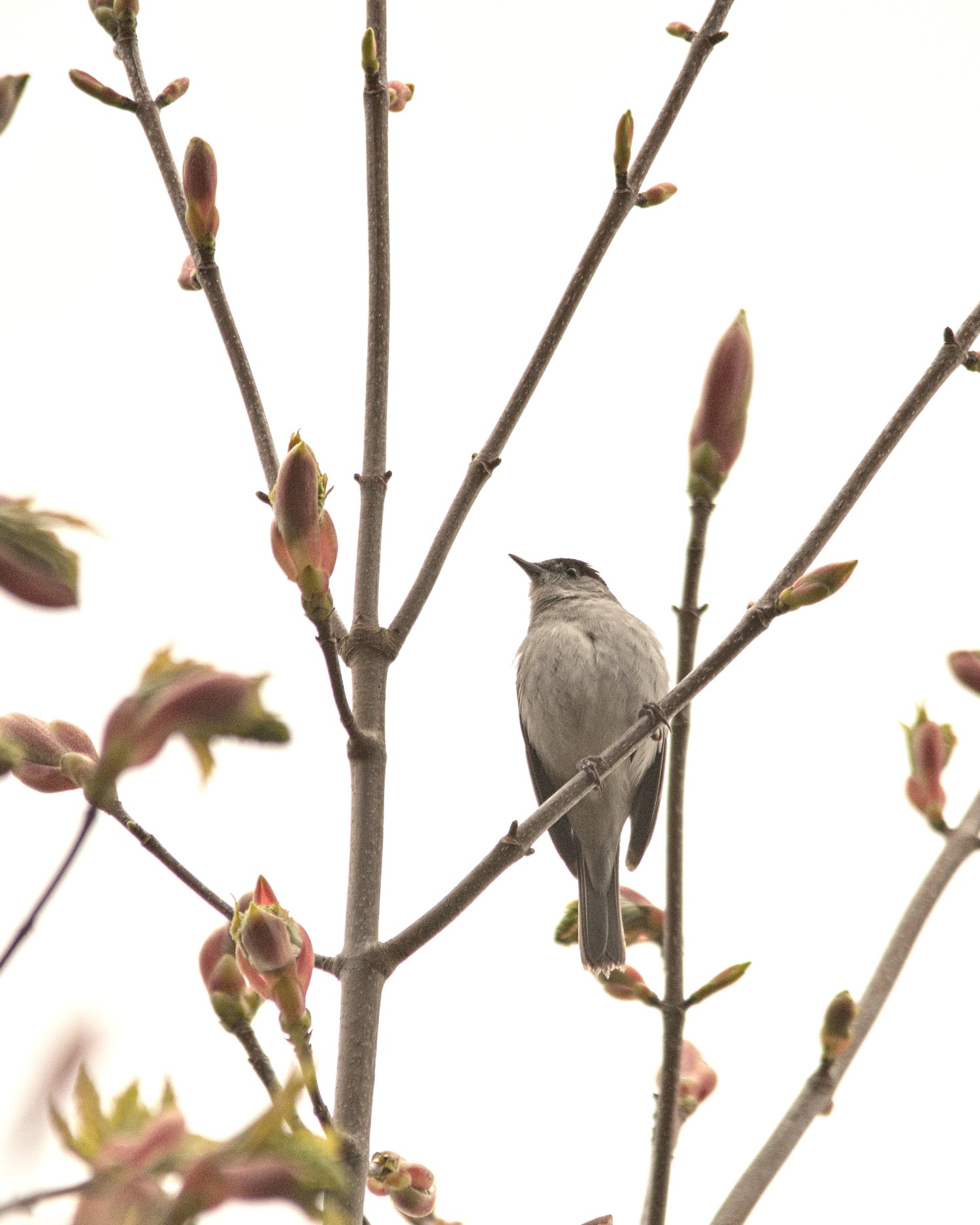 livebirdspoland_b96c4e556783b91a3639f81dd3bd166b.jpg