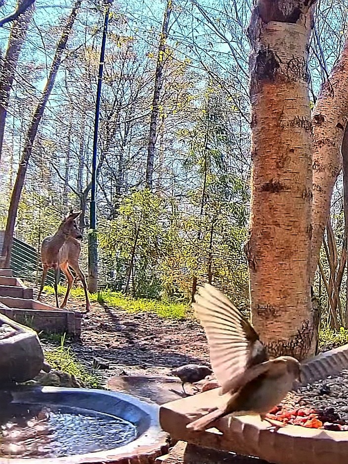 livebirdspoland_b7473d46215f4096c9ce68bfb2abf2ce.jpg
