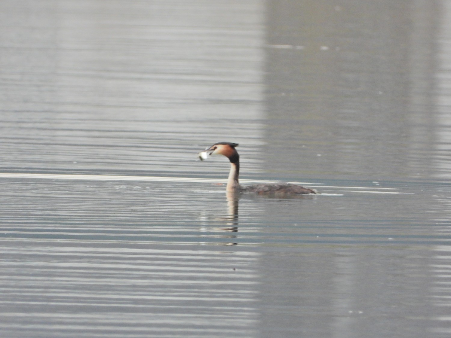 livebirdspoland_8d801ae8b5bc1003b92ac87f1323fe31.jpg
