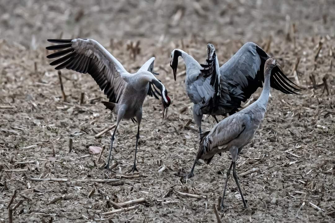 livebirdspoland_38a4c34ed46bf9b4e12c2c7d605e0661.jpg