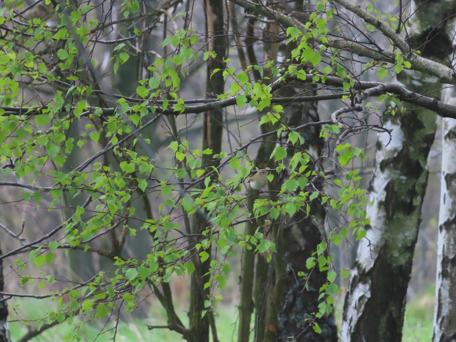 livebirdspoland_6f2ea82dc10fd95531aa057d095b7ecd.jpg