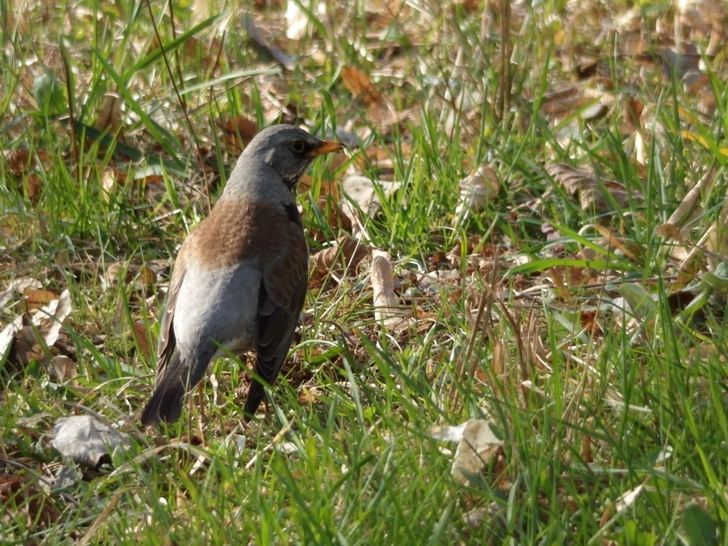 livebirdspoland_66e981cfe89b3db95ea0c78e37ded653.jpg