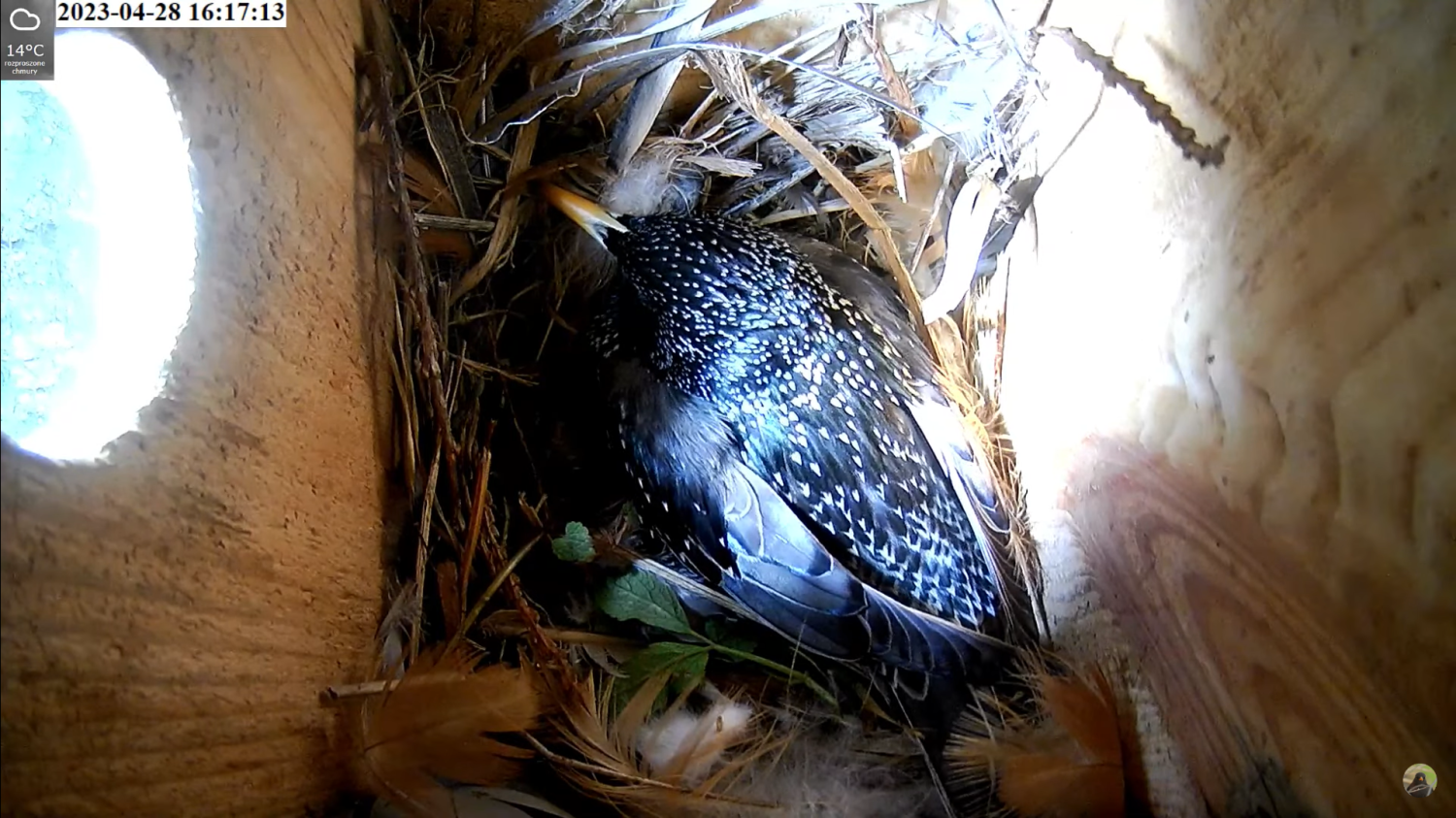 livebirdspoland_7fb4523667118a742e5d5a30b80dbd30.png
