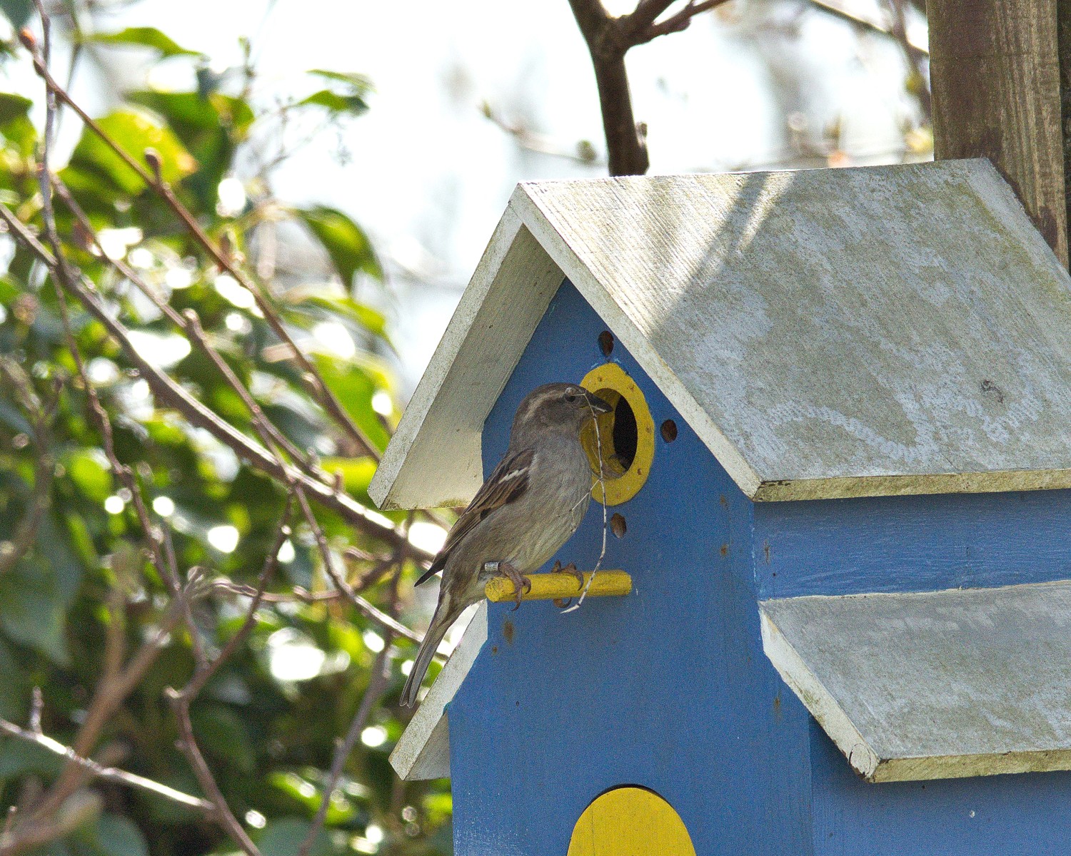 livebirdspoland_ba4a1bf2fda1a97244217a860c7908d2.jpg
