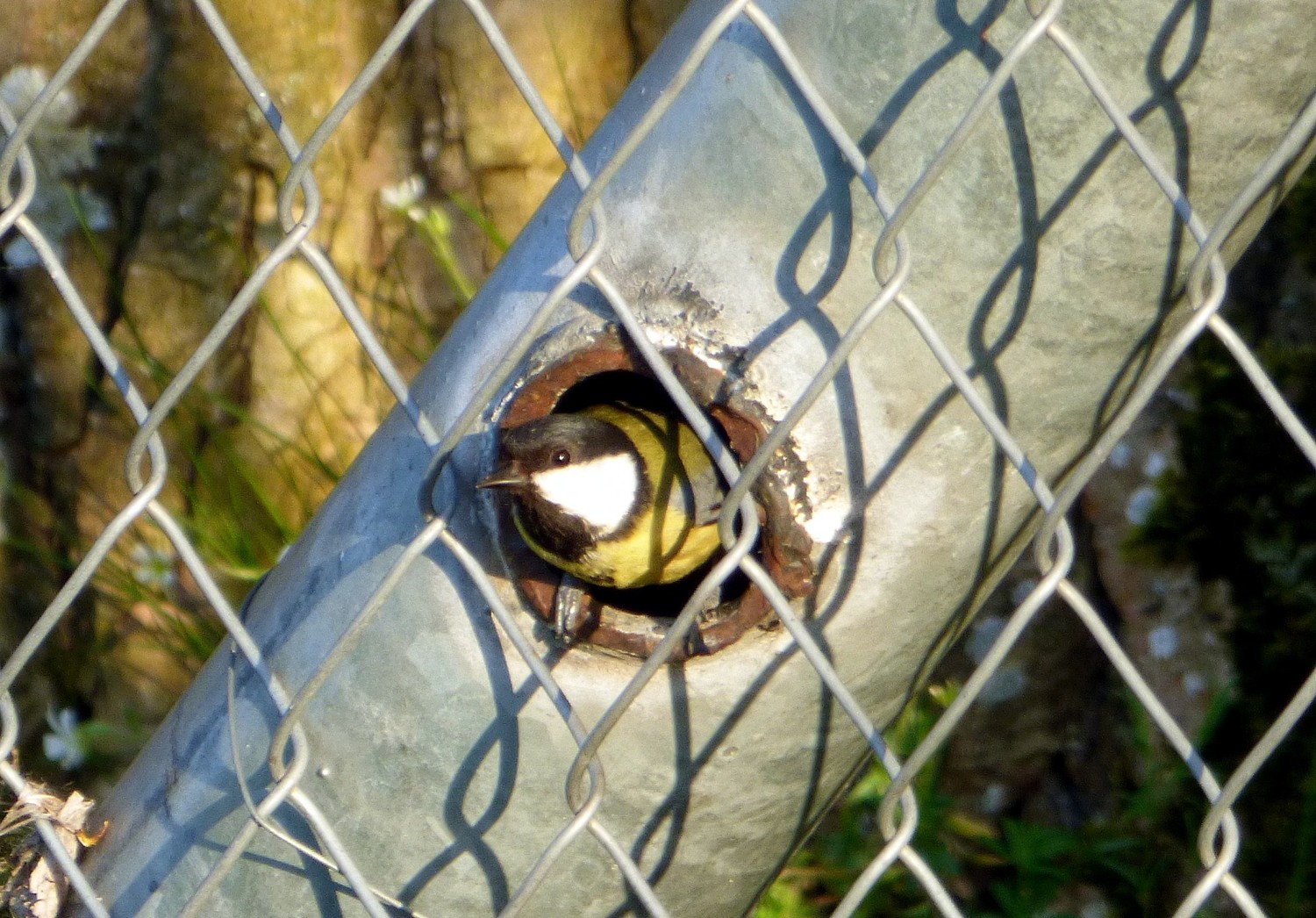 livebirdspoland_0e019276b994df110377f903547443b0.jpg