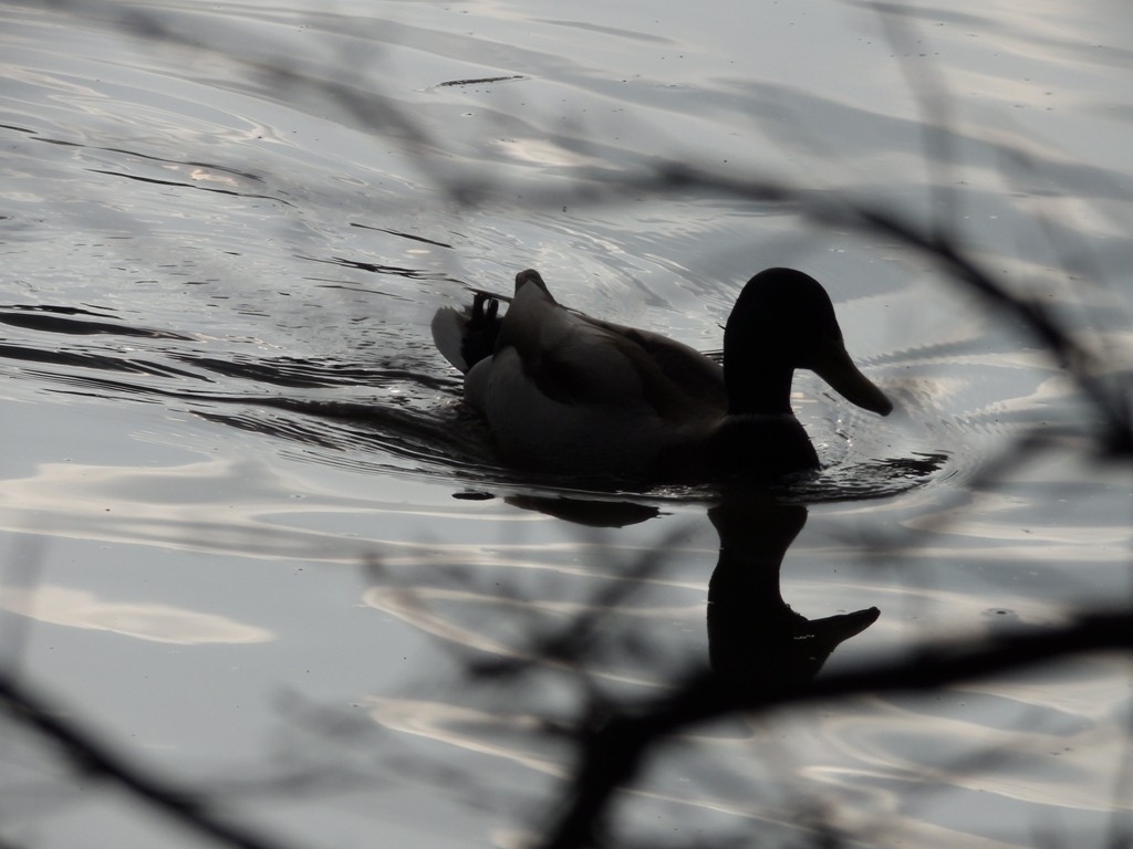 livebirdspoland_b751322d81bb9d631b63b6ccc383864b.jpg