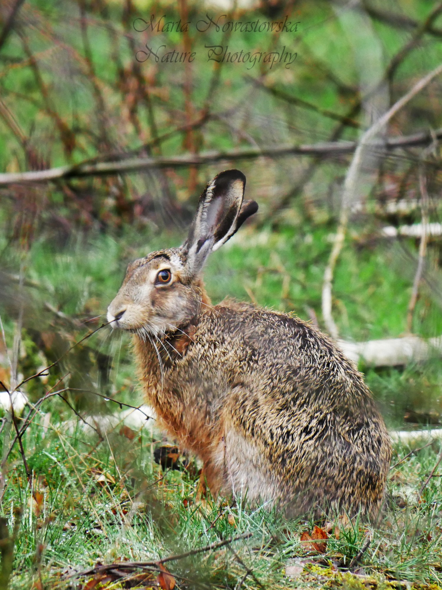 livebirdspoland_529afe1a2e439b69f285cb155e1f0c84.jpg