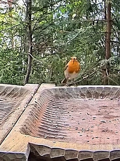 livebirdspoland_e1474ab89ba5756e7331611b48f97857.jpg