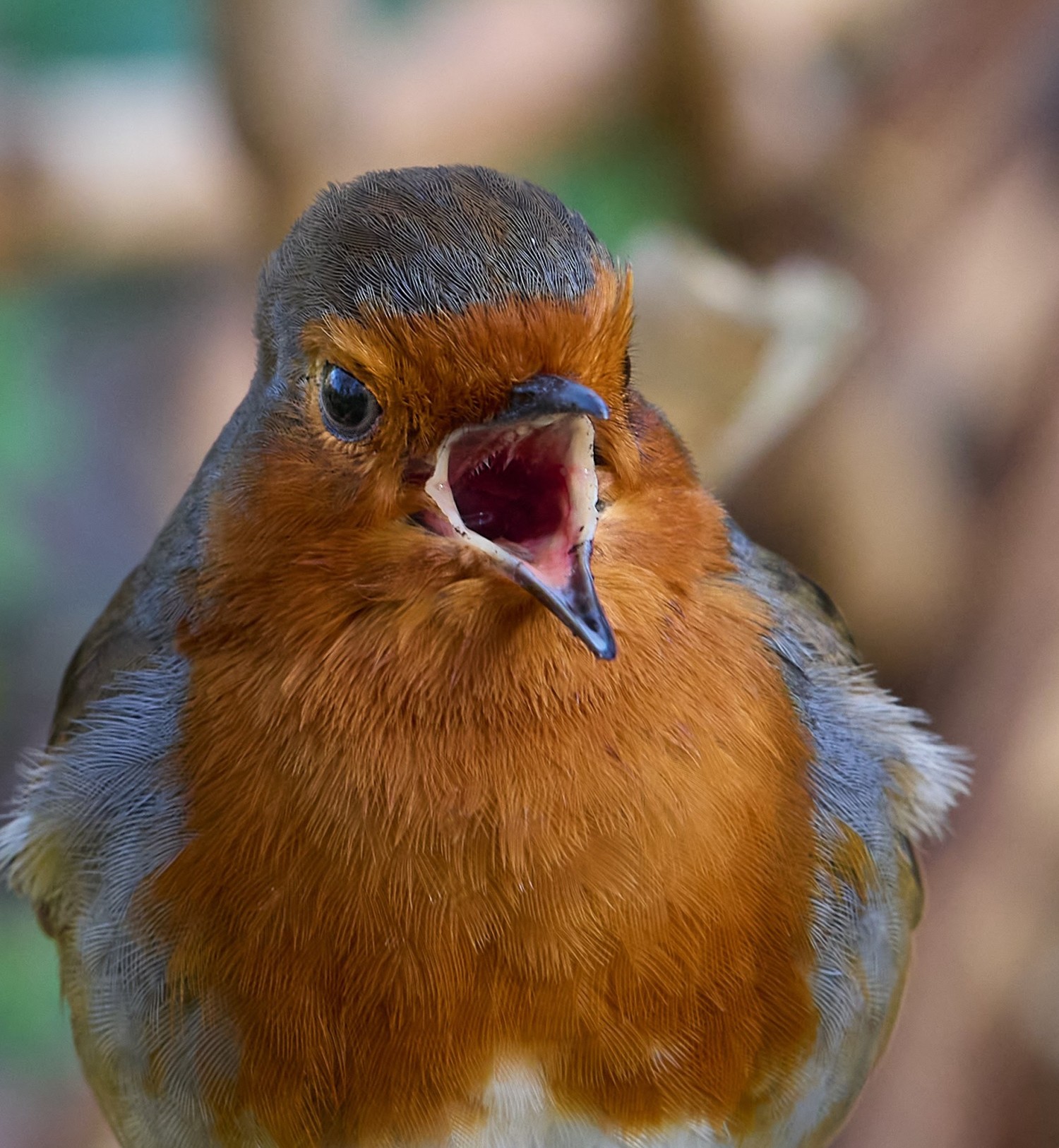 livebirdspoland_471851f8bbc4f0fa3645175f39f38f67.jpg