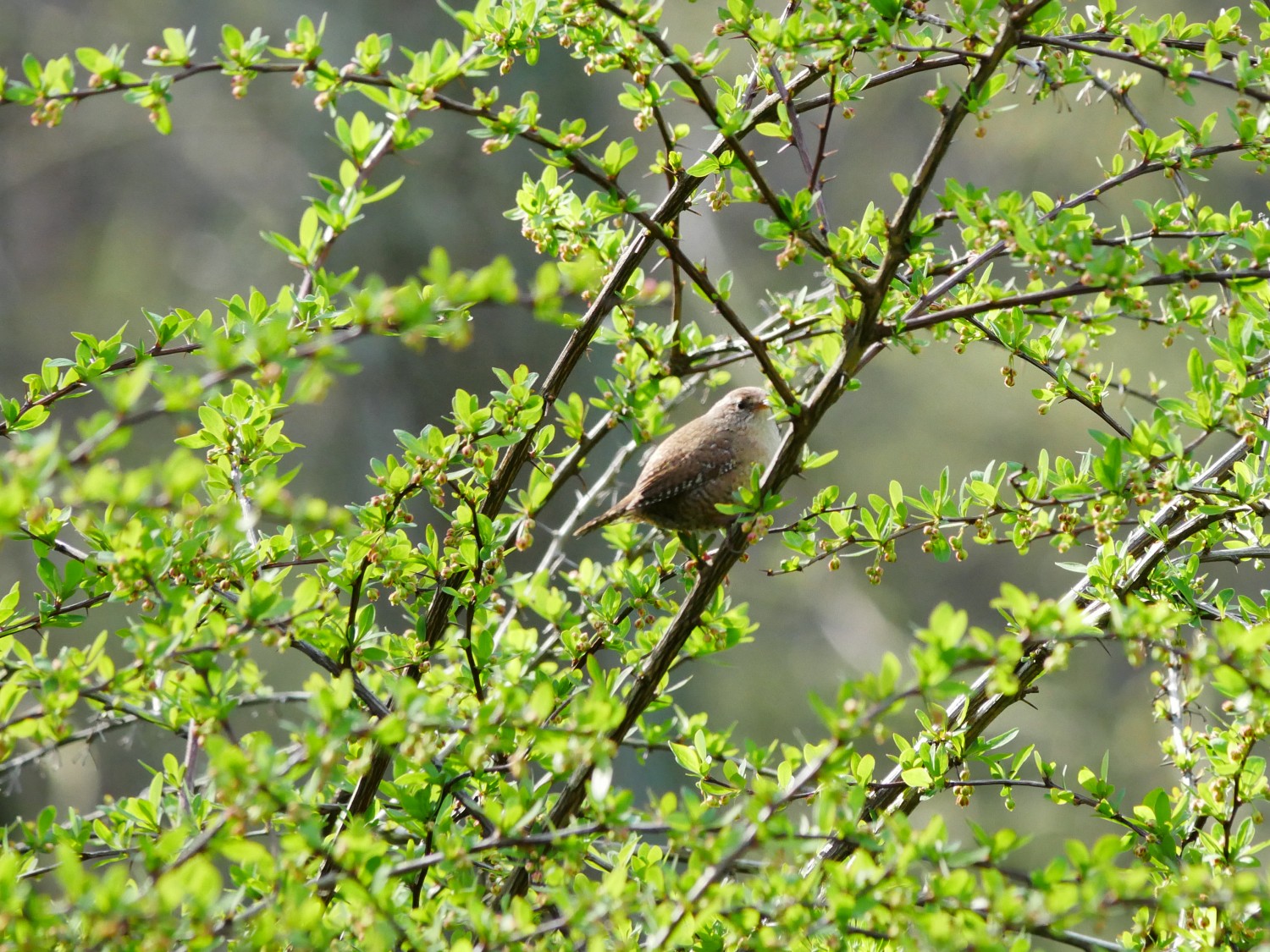 livebirdspoland_75545da8b712ca3843754f714d03bf59.jpg