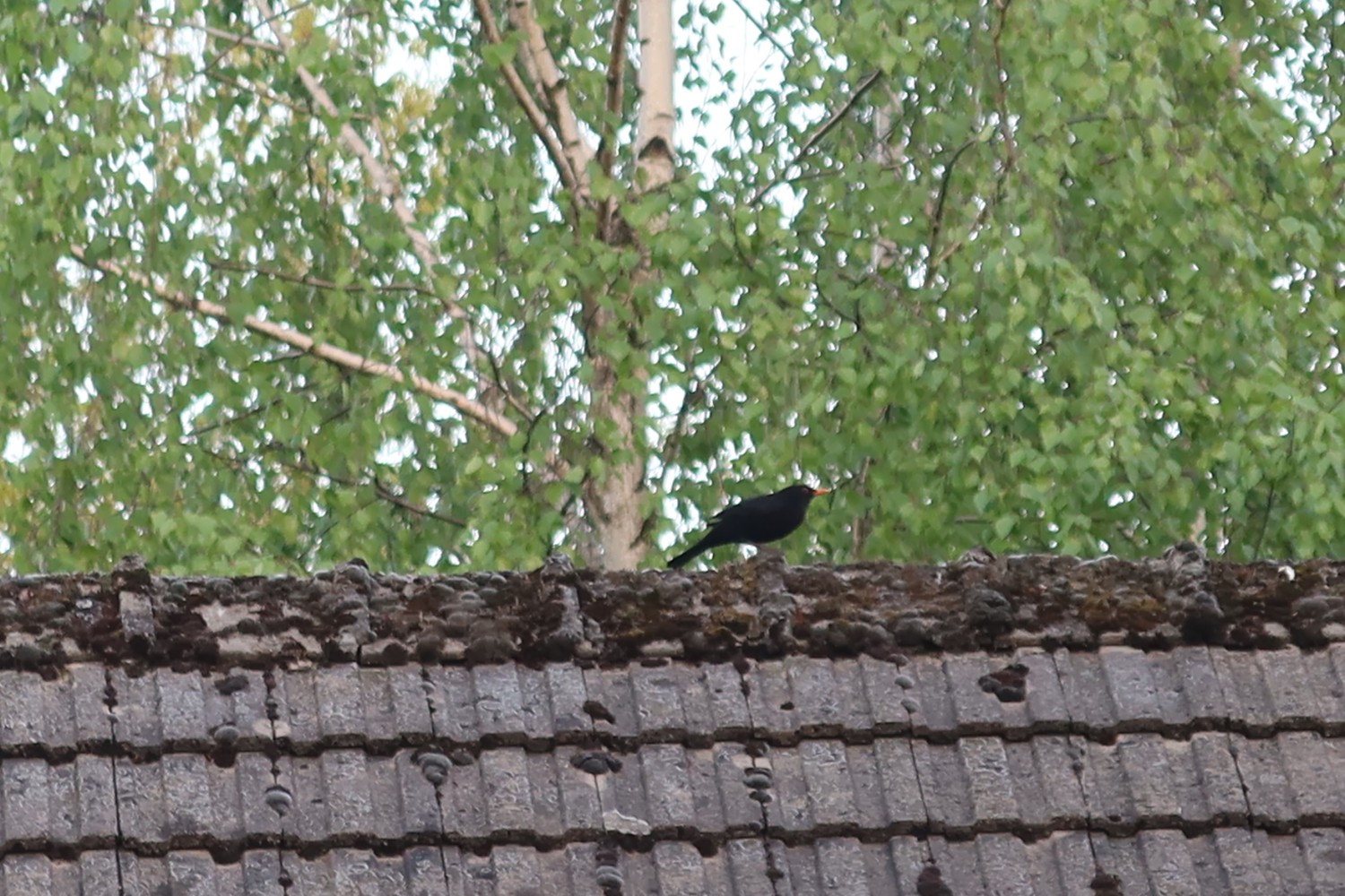 livebirdspoland_c8c82cd1a471ad80108eacb2ae8a8bf3.jpg