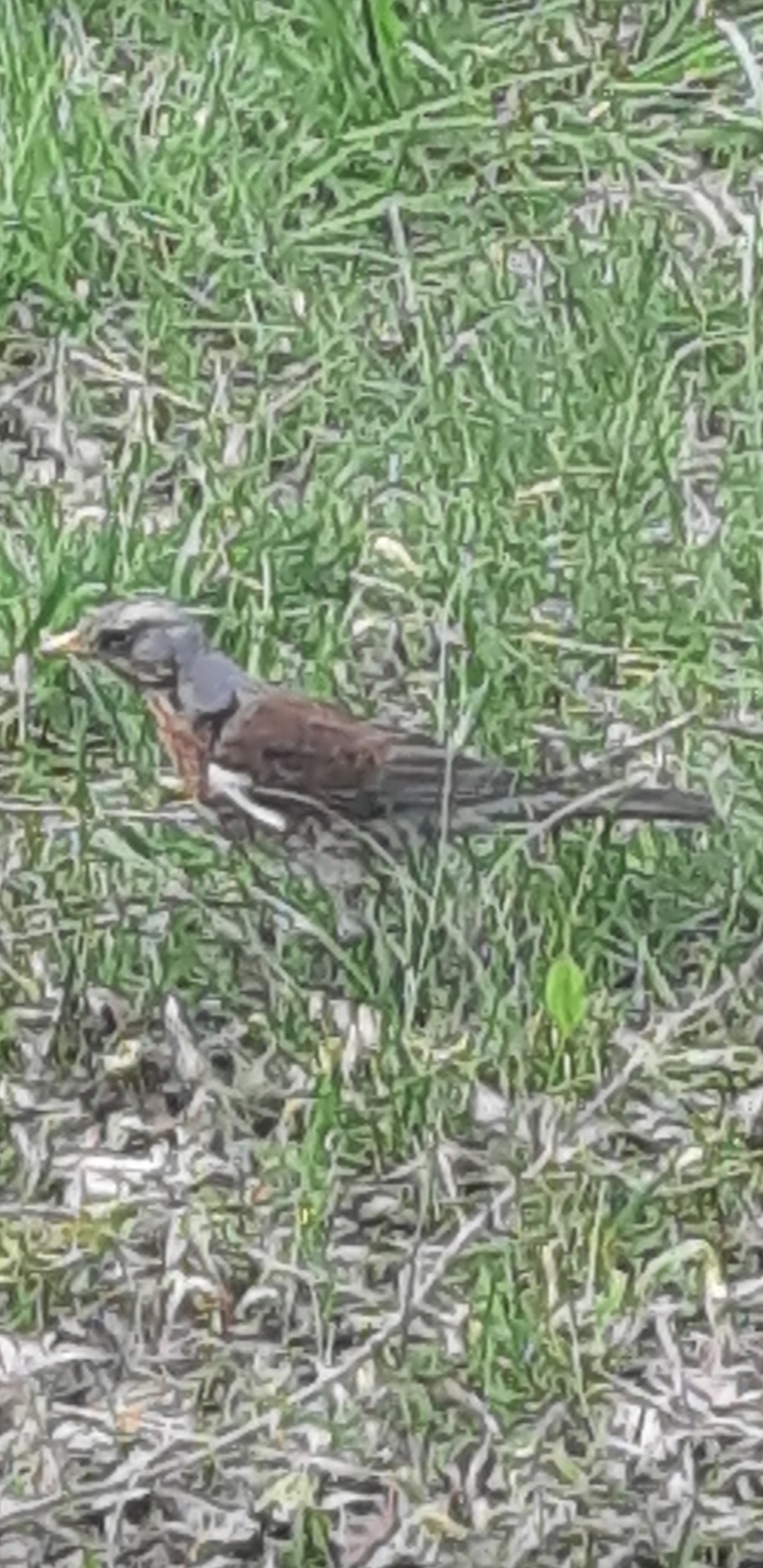 livebirdspoland_a54c75b10ebbe90111f0235121ca558a.jpg