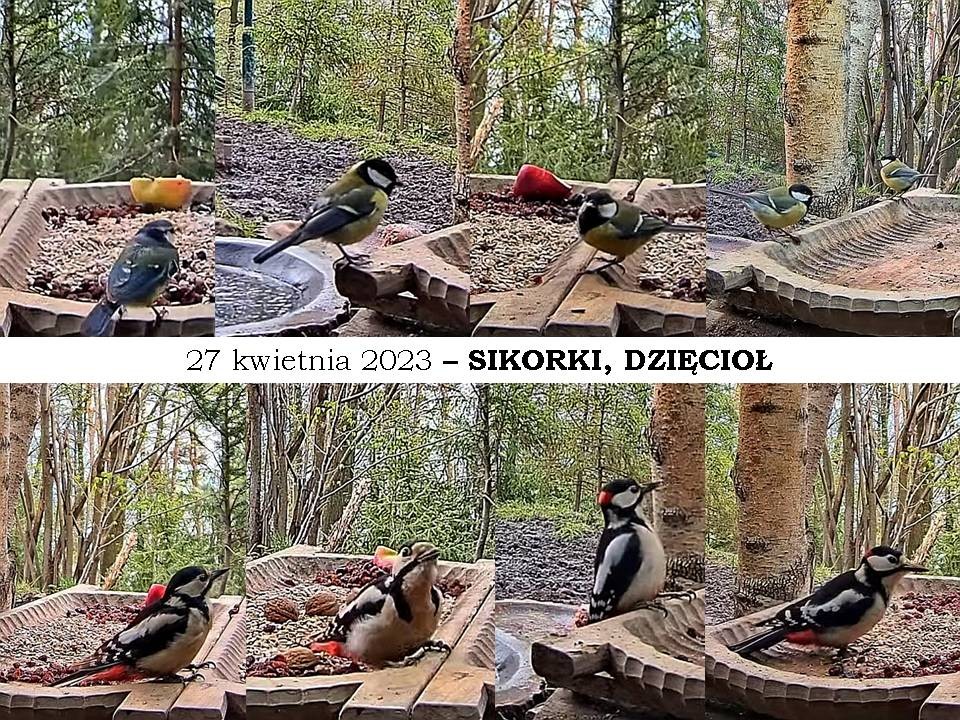 livebirdspoland_d96ad232fb3c9ae51840279f00b69ed2.jpg