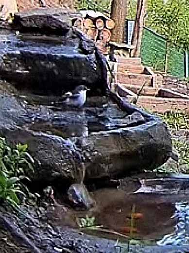 livebirdspoland_f075e3755add46cdbb5f7871b9f38525.jpg