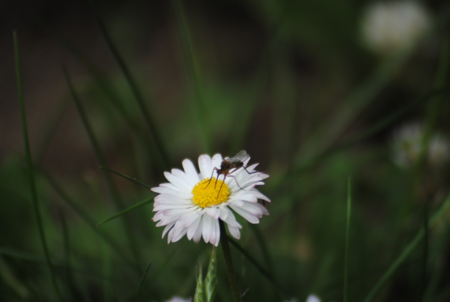 livebirdspoland_3d6b52309ef5d20788df8a7eb714af0e.jpg