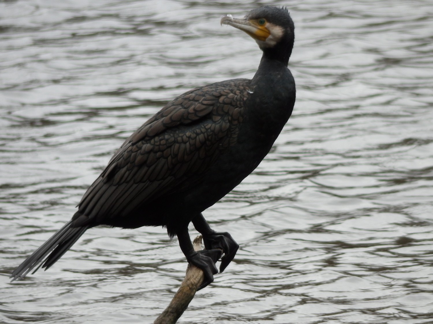 livebirdspoland_ffdfa30022818c123f417bfd595855bf.jpg