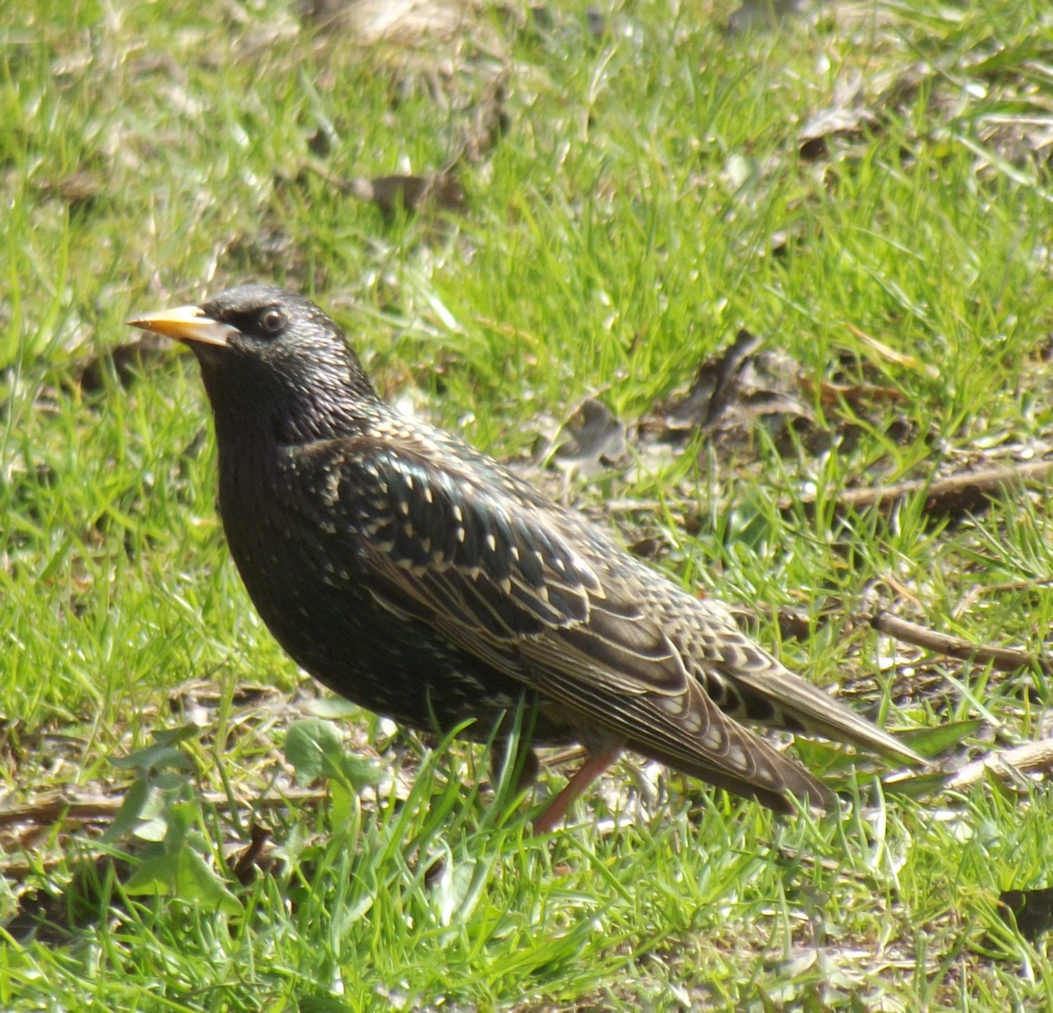 livebirdspoland_1b3e3faa409a8bb603cd5c7203fcf231.jpg