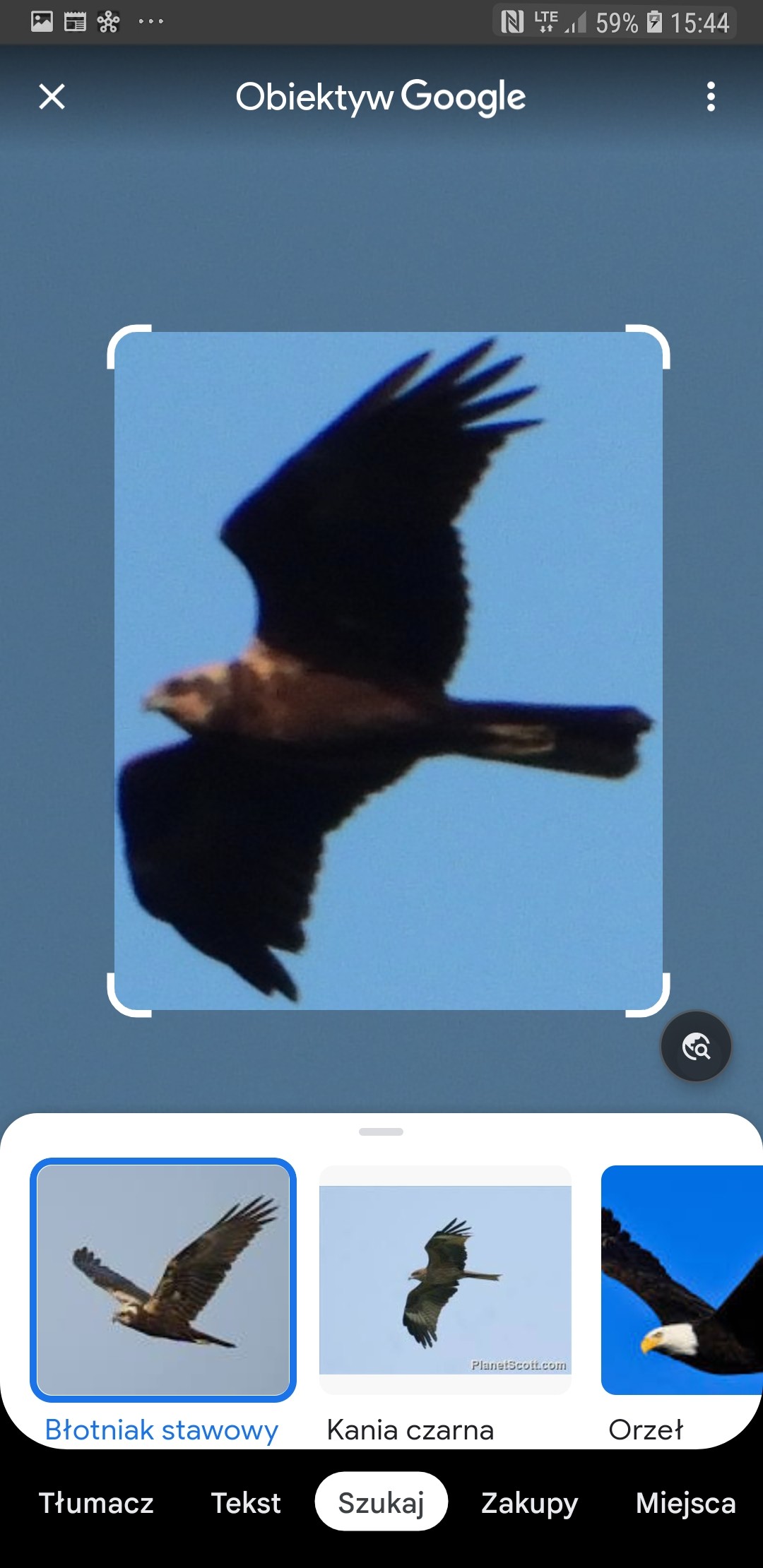 livebirdspoland_1fbefb1ddbce1f8c30aca1d6b68a2666.jpg