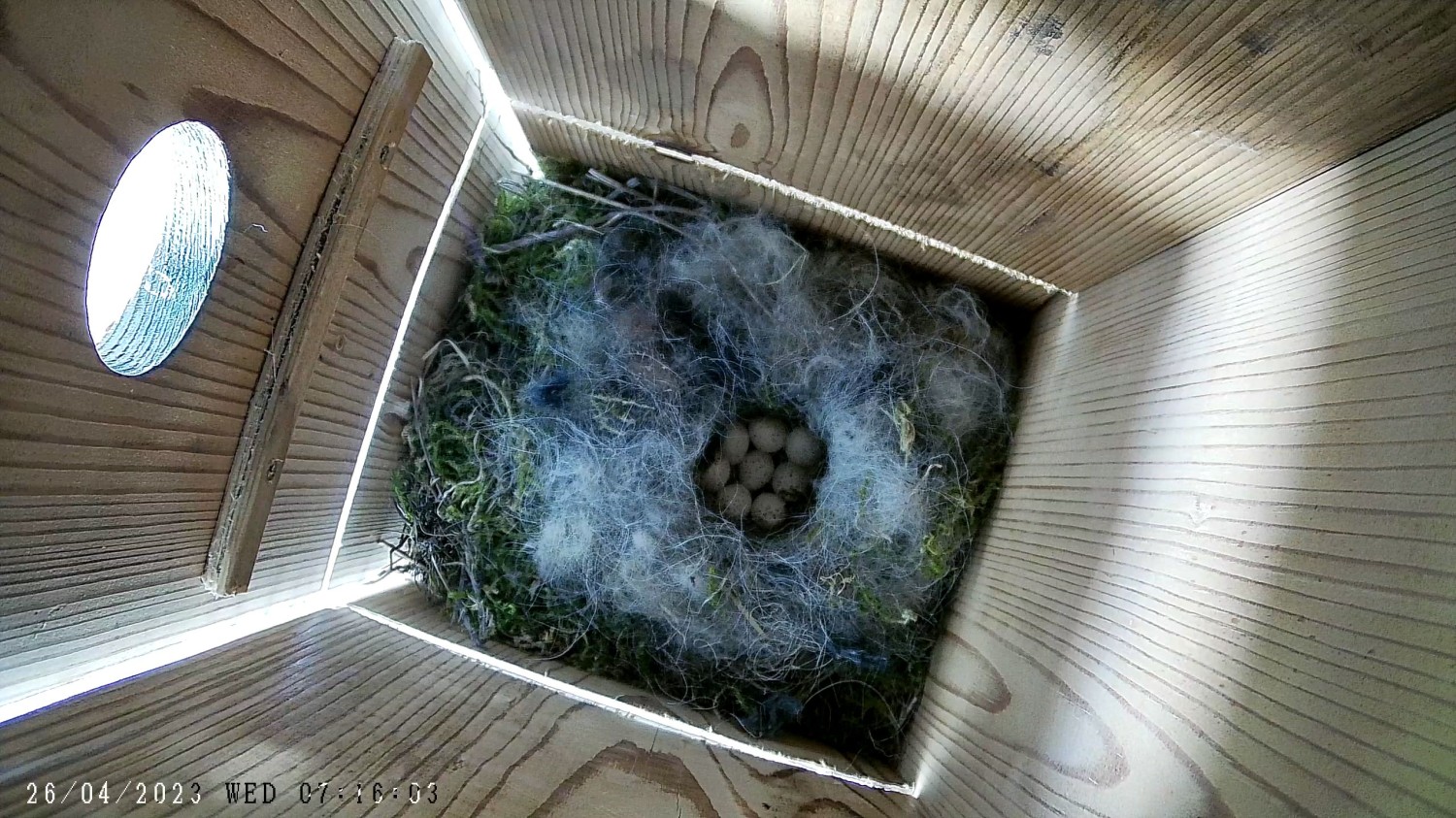 livebirdspoland_1b6cb64b2c0f75fa6c1013347b5ffb6c.jpg