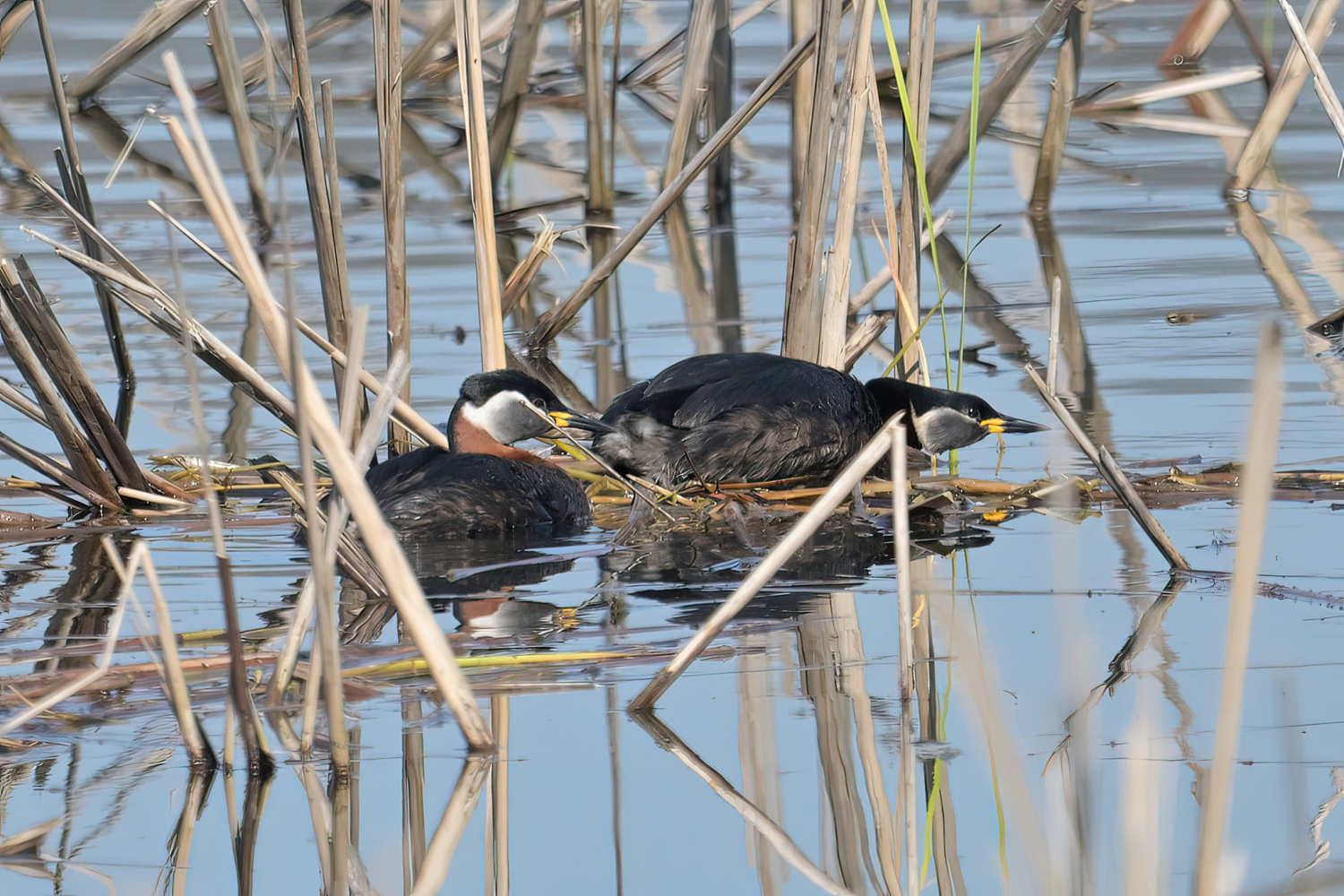 livebirdspoland_e5653b1fd78e3d577a8d76bce952cd0e.png