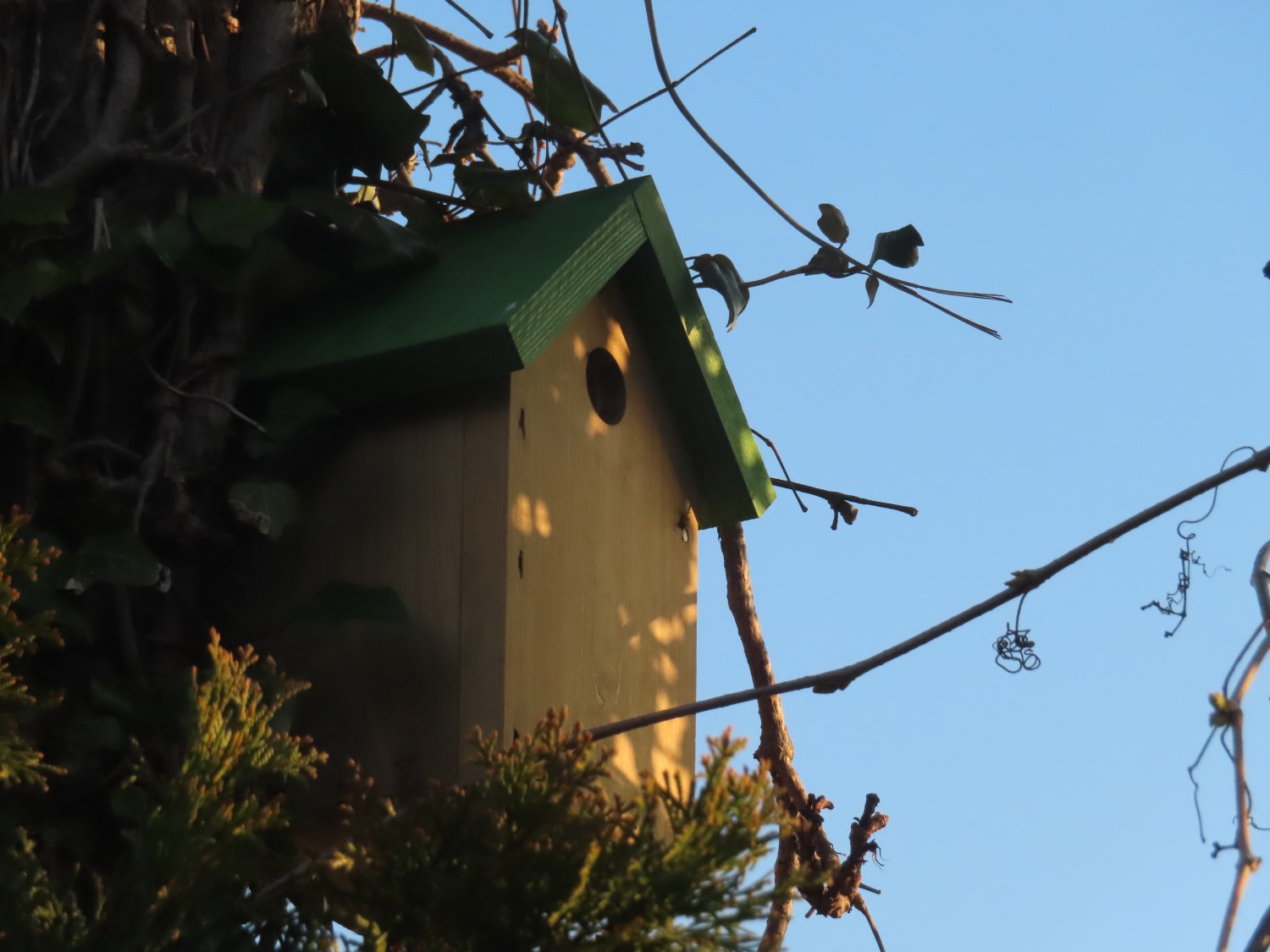 livebirdspoland_90b26b36a21b8836f131d7c5ae43f181.jpg