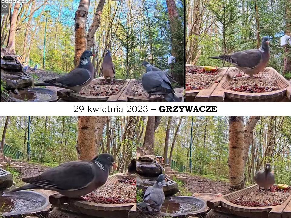 livebirdspoland_a907e62435488394e581164464b74d92.jpg