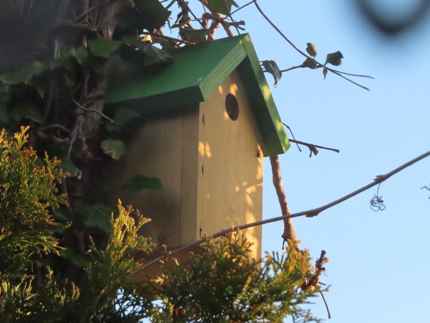 livebirdspoland_5592611192e15287ed6bce50006d1d0b.jpg