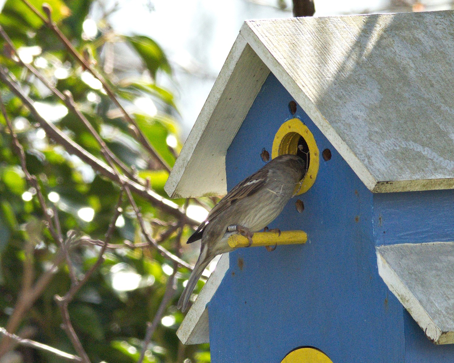 livebirdspoland_36828322947be5bac7876ce5e8921b94.jpg