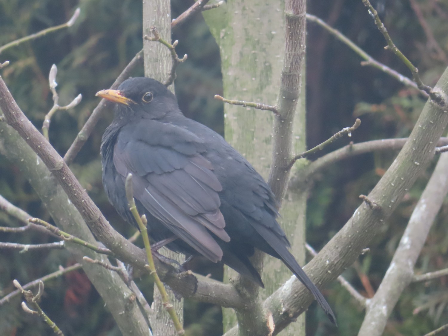 livebirdspoland_db929292f135a6f3bf7b00b861c2f2b5.jpg