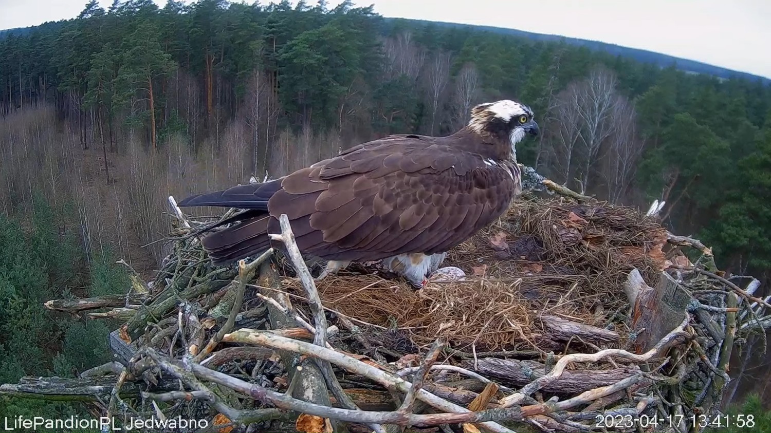 livebirdspoland_1983d9fc41c003929acc428b2513efce.jpg