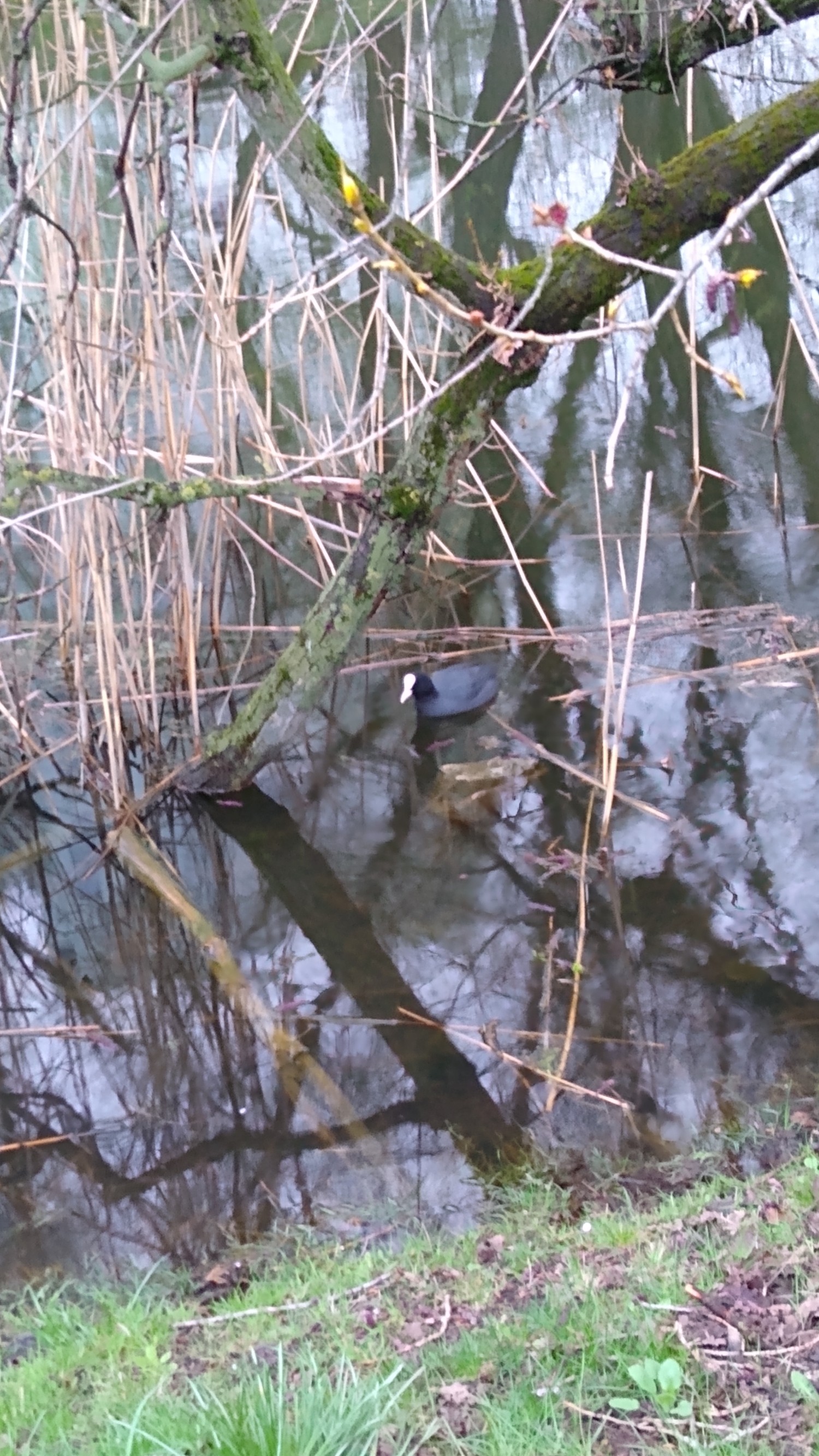 livebirdspoland_6b343fc76ff1388e6fff1c5795a766c1.jpg