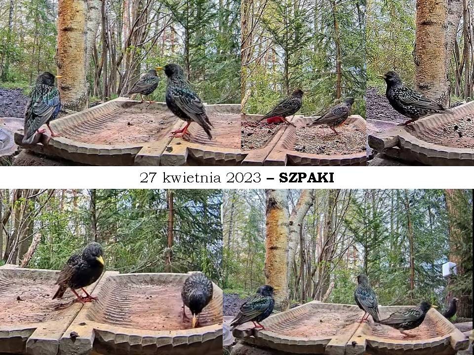 livebirdspoland_a6629b0c259a6e265c15e3b1720ab892.jpg