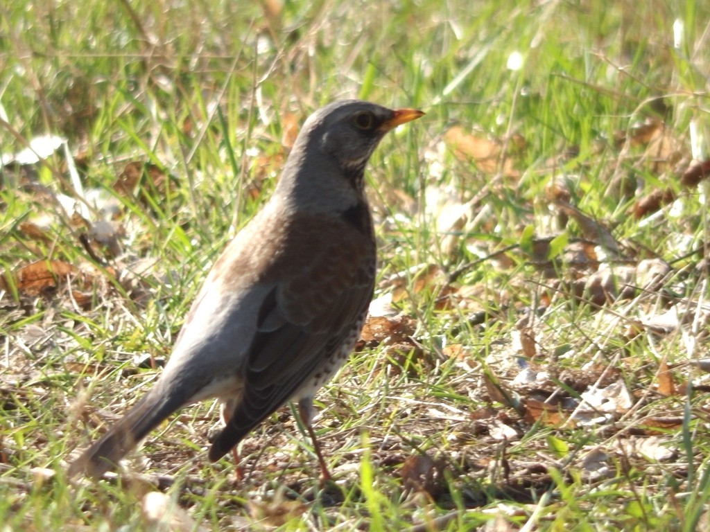 livebirdspoland_4baeb9a4d33a60afbabfdb9b22ba7fc7.jpg