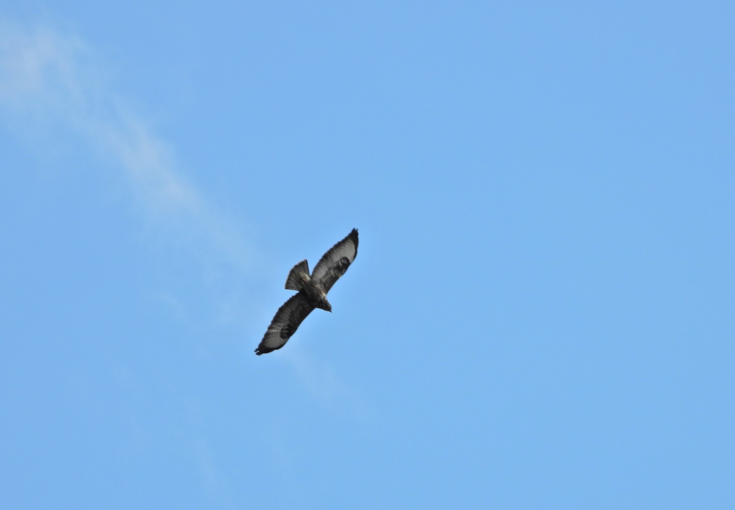 livebirdspoland_f3923626fbe6c842a65d0fb8b92155c8.jpg
