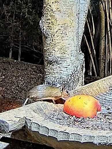 livebirdspoland_38bc89a14cc8b74d8c72d1dbe094d08e.jpg