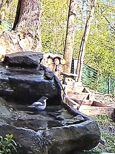 livebirdspoland_8bec2398f79e8dbf9efdb71e036c9f00.jpg