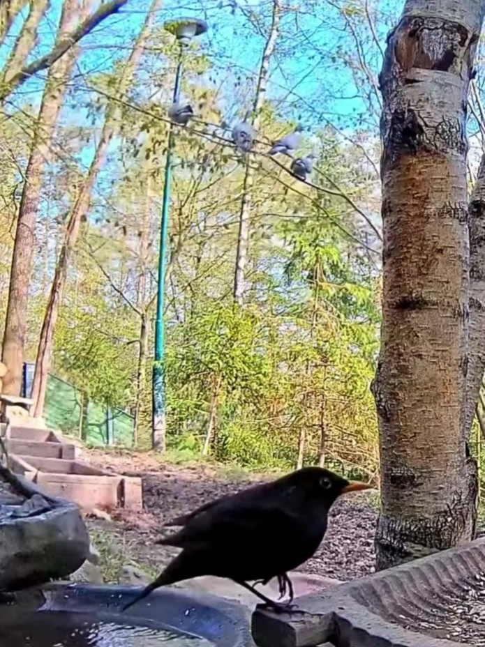 livebirdspoland_ef023c58bc6ab37a12ab91e993f968f2.jpg