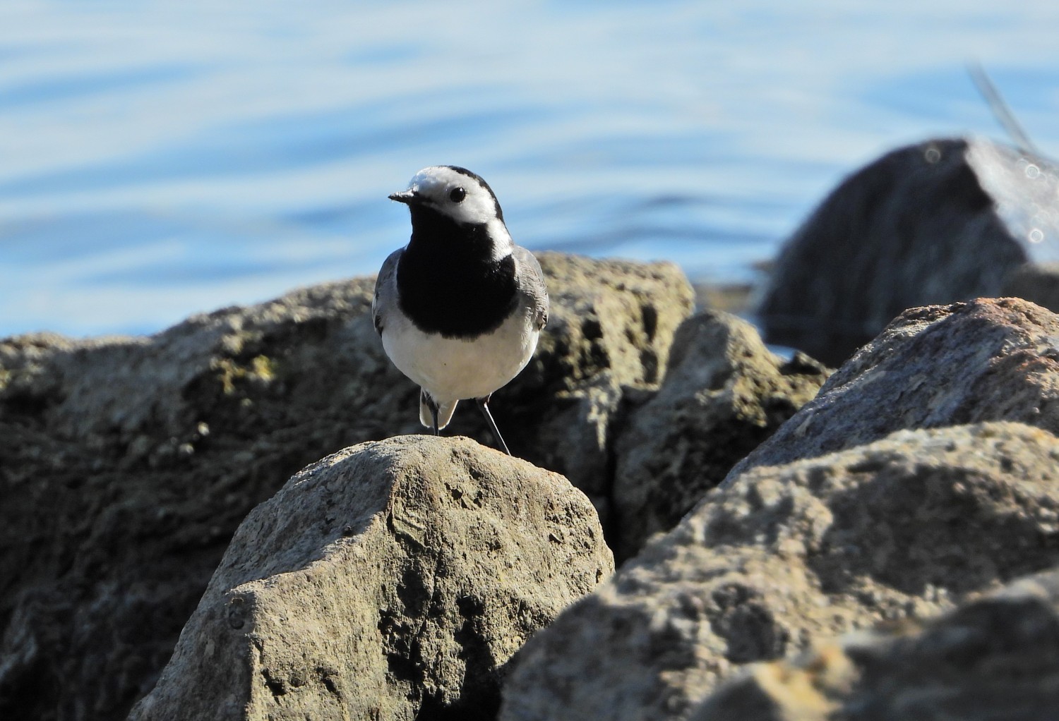livebirdspoland_aff6535f93defe6621d63bdef18fbbf5.jpg